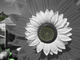 Yellow spotted sunflower