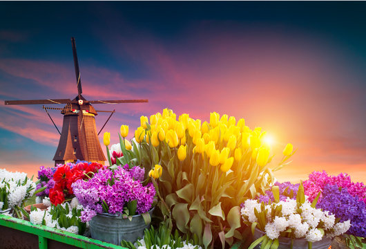 traditional Netherlands Holland dutch scenery with one typical windmill and tulips, Netherlands countryside