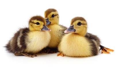 Group of little ducks.