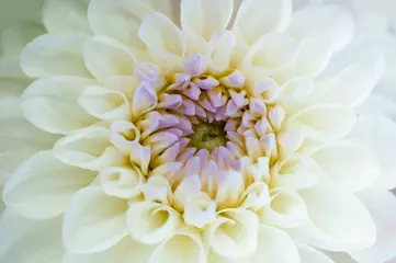 Poster white dahlia flower © Евгений Лютиков