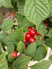 close up cherry tree . Korean-type cherry and leaves . 