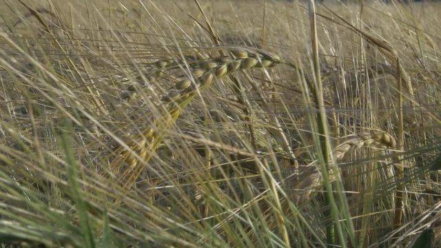 Extreme Close Up Of Grain Agricultural Crop Field.