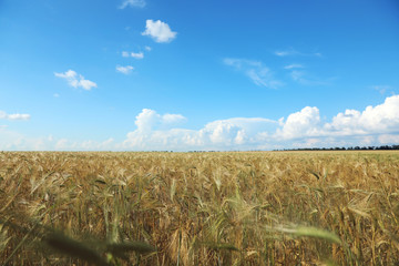 Wheat grain field on sunny day. Agriculture industry