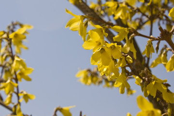 Forsythia(Golden bell flowers) in blue sky background.