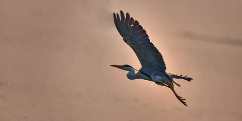 Look at this handsome guy flying happily due to almost pollution free environment around him, enjoying every breath of his to its fullest and making the best use of his time.