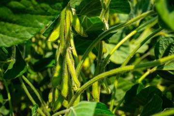 green leaves and beans of young soybeans in the field