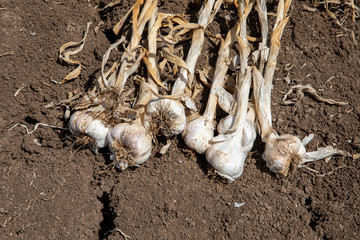 Bunch of fresh garlic harvest on soil ground. Freshly dug heads of garlic bulbs.