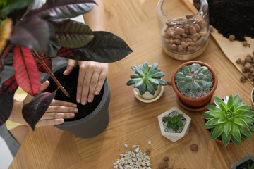 Woman potting houseplant on wooden table at home, closeup. Engaging hobby