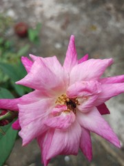 bee on a flower