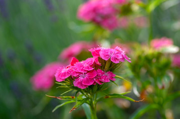 Dianthus barbatus beautiful ornamental flowering plants, group of bright pink flowers in bloom