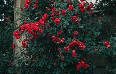 Many fresh red roses in garden. Natural vintage background of green leaves and flower. Photo for...