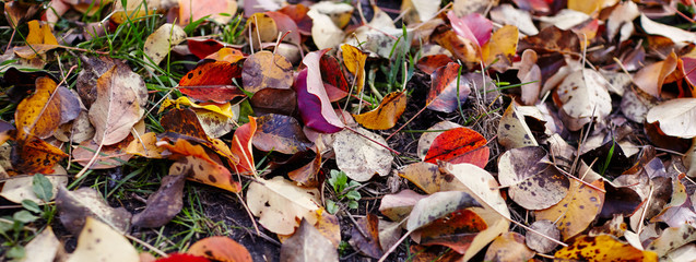 Beautiful autumn leaves on grass. The bright colors of fall. Blurred image, selective focus