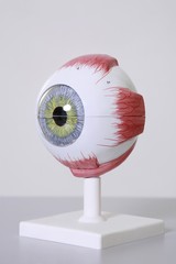 Medical eye model