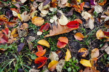 Beautiful autumn leaves on grass. The bright colors of fall. Blurred image, selective focus