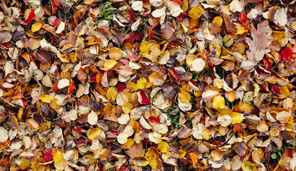 Beautiful autumn leaves on grass. The bright colors of fall. Blurred image, selective focus