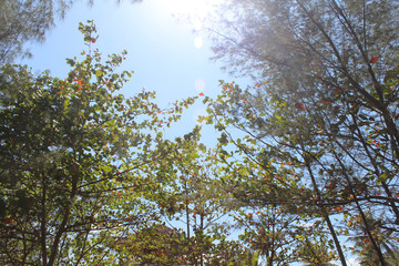 tree branches against blue sky at beautiful watu karang beach in Pacitan, East Java, Indonesia