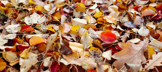 Beautiful autumn leaves on grass. The bright colors of fall. Blurred image, selective focus