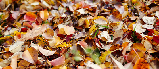 Beautiful autumn leaves on grass. The bright colors of fall. Blurred image, selective focus