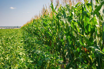 border of soybean and corn fields in summer