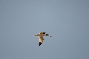 Avocette elegante, tunisia,