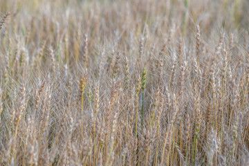 Yellow and green wheat field and sunny day. Ripe yellow wheat ears in the farm land