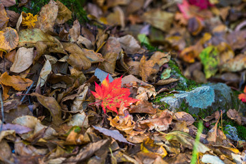 Autumn forest in Korean Mountain