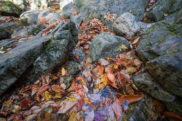 Autumn forest in Korean Mountain