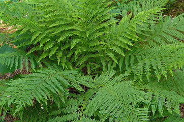 green fern leaves