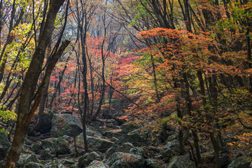 Autumn forest in Korean Mountain