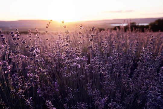 Lavender Field in the summer sunset time © YURII Seleznov