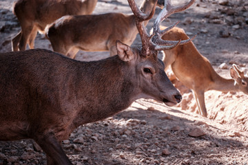 Ciervo macho con cuernos y ojos marrones