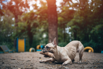 young playful french bulldog dog play with wooden stick in summer park