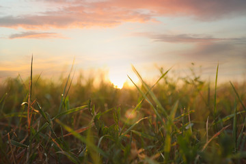 Green grass in field at sunrise. Early morning landscape