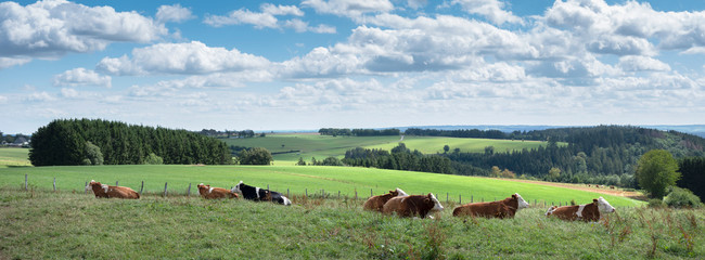 cows lie in meadow with countryside landscape of german eifel in the background - obrazy, fototapety, plakaty