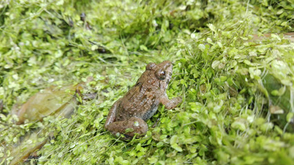 Frog baby, in the rainy season there are many of baby frogs in natural pond in Asia.