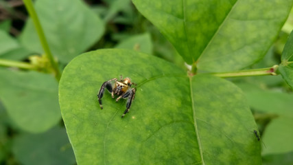 Spider on the leaf 