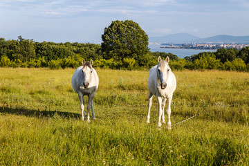 Naklejka premium Two white horses in green field feeling good and free together. 