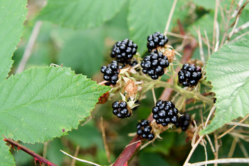 Reife Brombeeren an einem grünen Busch