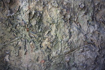 Rough surface