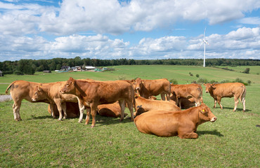 brown cows in german eifel countryside landscape