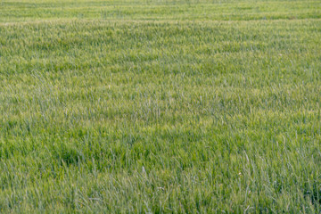 Yellow and green wheat field and sunny day. Ripe yellow wheat ears in the farm land