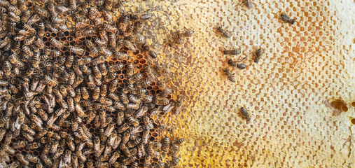 Bees work on honeycombs, background or texture.
