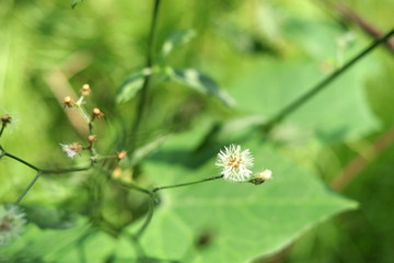 White seeds of Little ironweed on branch and blur green background, Thailand. Another name is Ash-coloured fleabane, Ash-coloured ironweed, Purple fleabane, Purple-flowered fleabane.