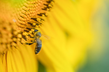 A bee on a sunflower flower collects nectar.