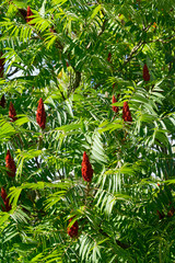 Red blossom of Blooming sumac vinegar tree, Rhus typhina, close-up in sunny summer day.