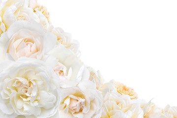 Obraz na płótnie Canvas frame of white roses on white background