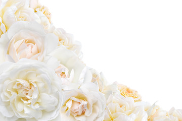 frame of white roses on white background