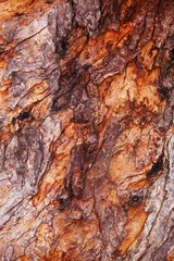 Tree bark