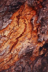 Tree bark