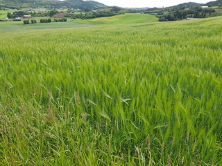 summer pasture farmland in southern Norway